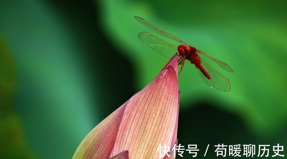 蒲草&他因一首诗打动苏轼，与苏轼结下一段旷世友谊，知音可遇不可求！