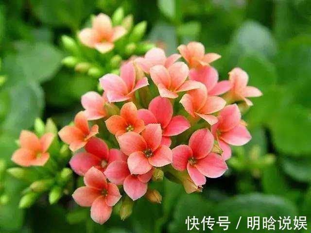 长寿花是时候施肥了，来点白色粉末兑水浇花，睡醒了就等开花