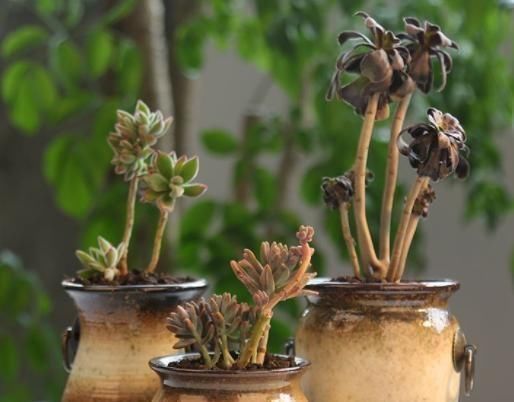 养护|3种多肉，天热少浇水，养护成“老桩”，欣赏价值高