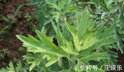 三伏天|农村到处都是宝,3种野菜,田边疯长,养肝护肝,预防妇科病