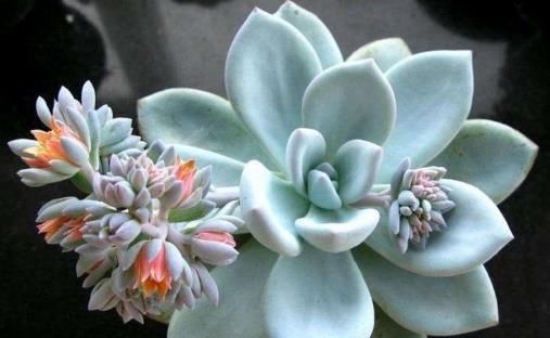 美观|多肉长花箭影响美观？千万不要丢，教你两招，繁殖新多肉