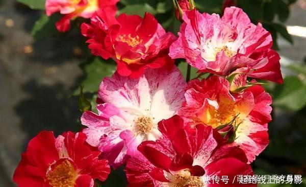 十大浓香月季排行榜,开花比香水还好闻,你喜欢哪种