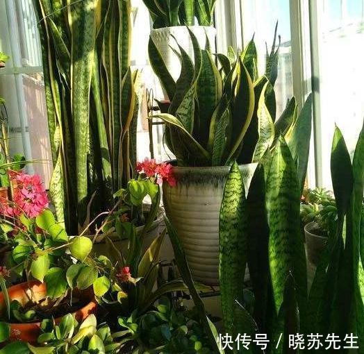 3种花很怕冷,赶紧搬室内,这样才能顺利过冬