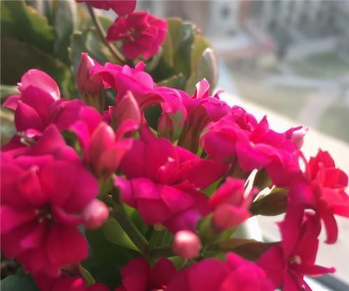 养长寿花,花后修剪找准“点”,开花一茬接一茬,越开越多