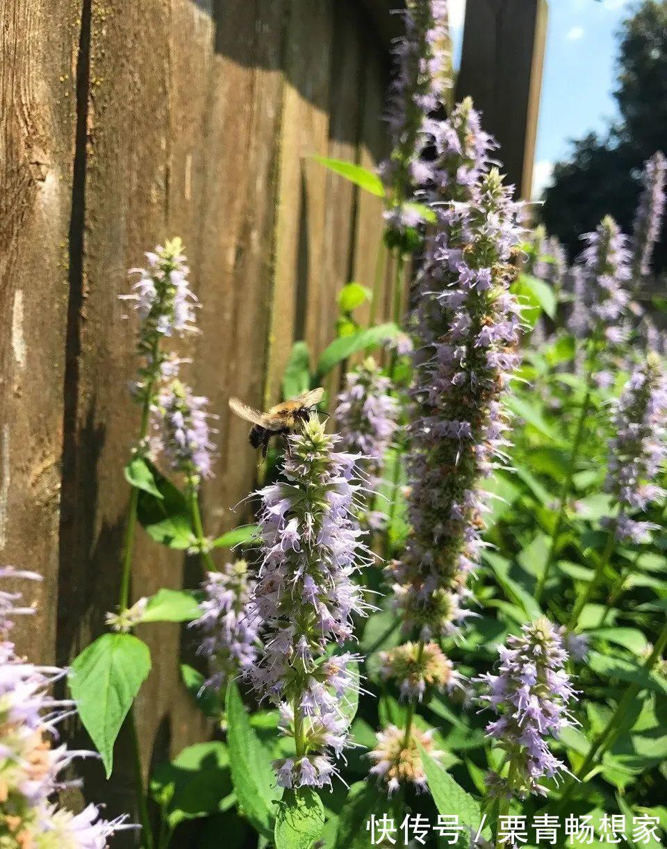 薄荷|7种花插土里,立马长满院子,蚊虫不敢靠近!