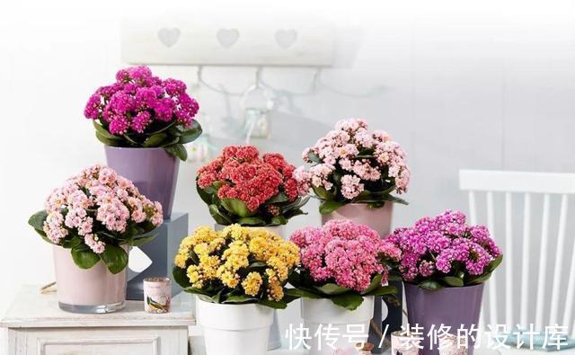 叶片|4种漂亮花,适合“穷养”,用小盆多晒晒,长得更好看