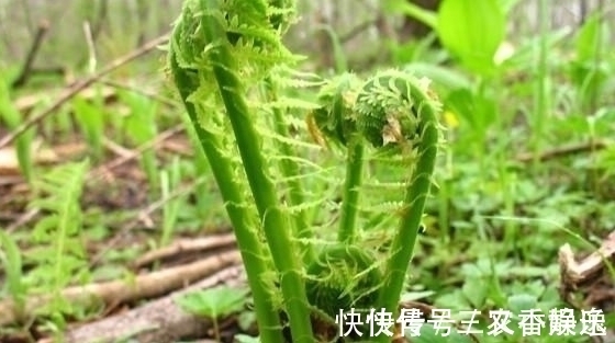 黄瓜|农村山里的一种野菜,营养价值高,尝一次不容易,见到全部买下