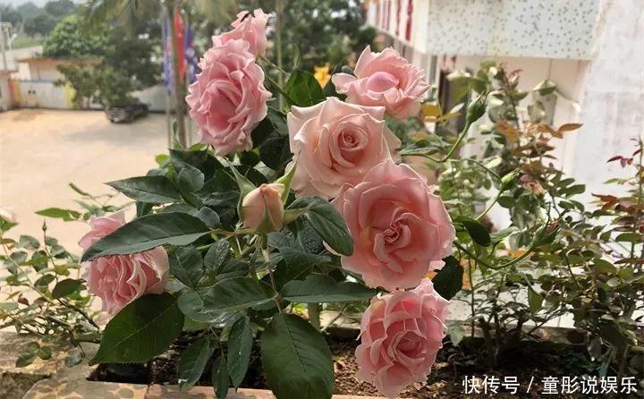 晒不死的6种花,扔阳台不用管,越晒花越多!