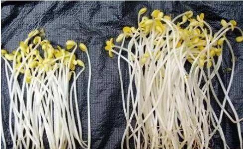 毒品|比毒品还毒的3种蔬菜,个个都是害人精,你却还给孩子吃