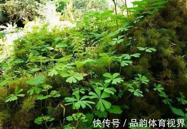 秦岭发现奇特植物,只有一叶一花,很娇弱却从恐龙时代生存到现在
