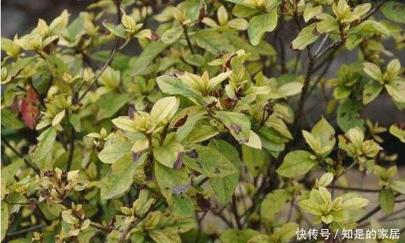 导致的落叶|杜鹃出现非正常落叶怎么办