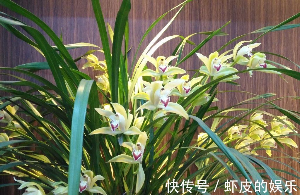 牡丹花|元旦前,“七种花”赶紧搬到阳台上冻一冻,生长茂盛,花苞呼呼冒