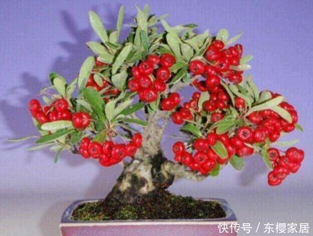 根系|火棘盆景如何采桩?怎样养护才能让它更美