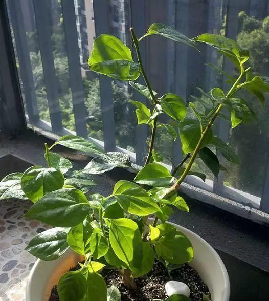 一棵长寿的花，124个花箭，开花，锅盖打开的方法