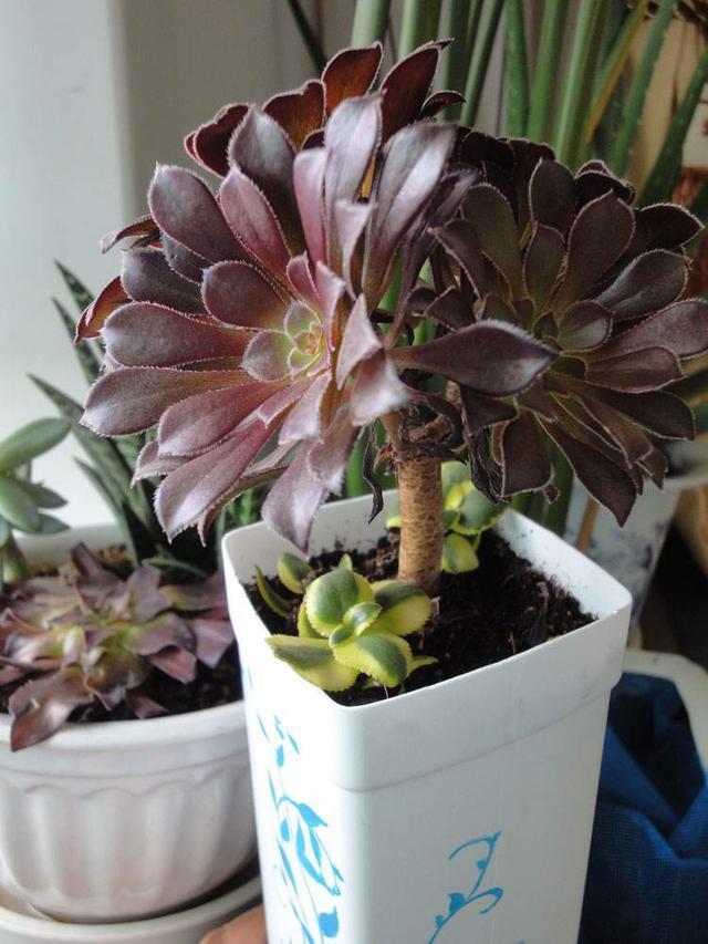 夏天养多肉，除了浇水、光照，有“一点”更重要，叶片美、状态好