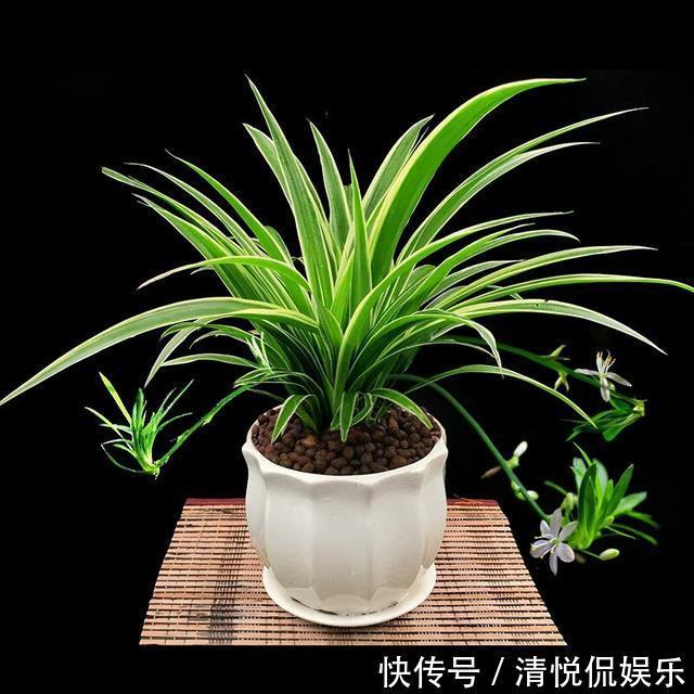吊兰|金边吊兰叶子发软不挺拔,修修剪剪换个盆,一个月爆盆不是事