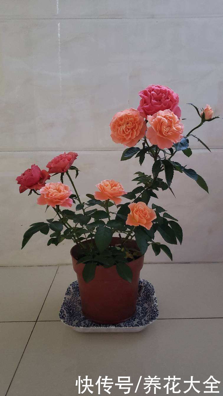 养花不用养太多，这一种花养好了，足够撑起一家门面