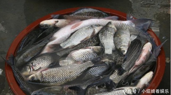 土豆|夏天钓鱼,只需一个土豆,5分钟钓上十斤大鱼,再傻都能爆护!