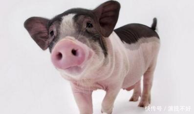 郭子兴|明朝的猪不叫猪, 朱元璋给他换了个名字, 简直又萌又搞笑!