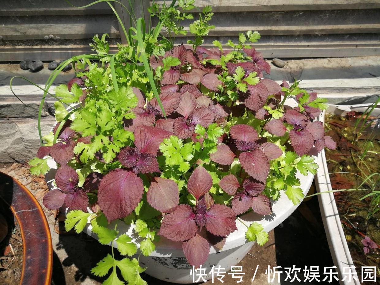 花盆|烧烤必备的紫苏叶,花盆里随便一种就是一大盆,实用又方便!
