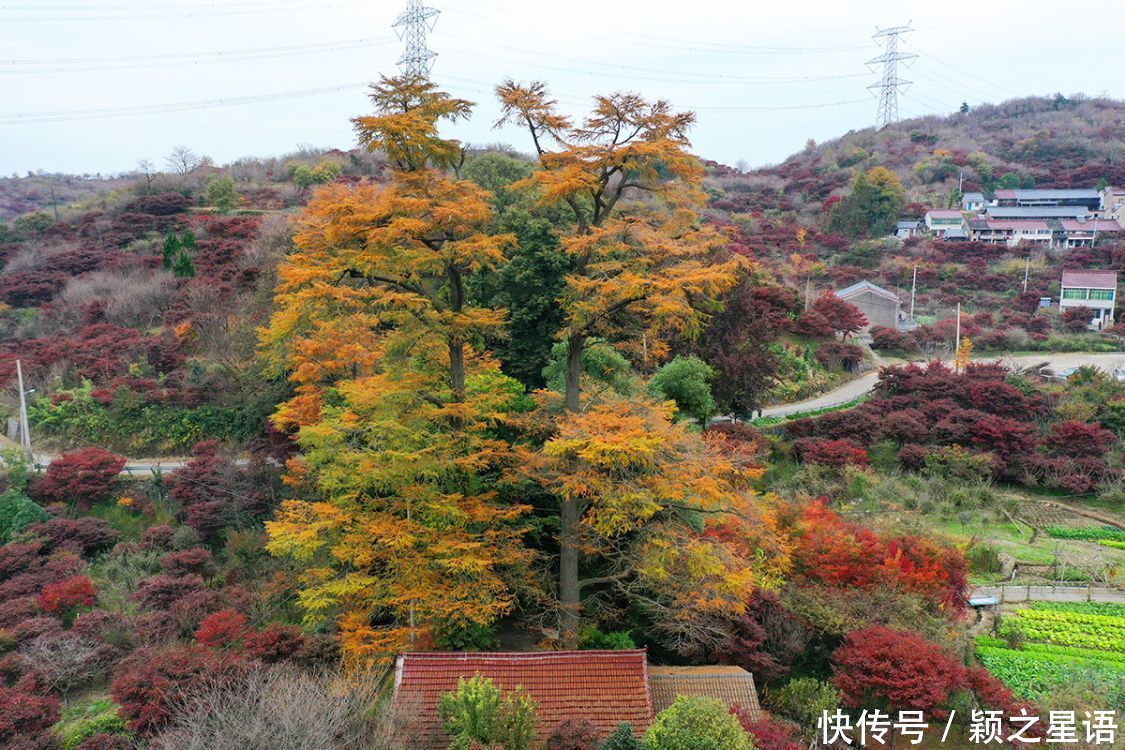  古树|红枫之乡古树成群，两棵金钱松被雷劈，又有两棵金黄参天