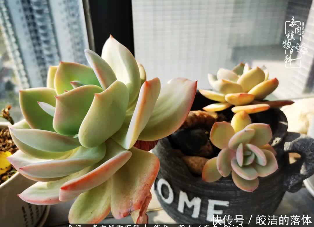 广东的冬天是多肉的春天,时间是最好的魔法师!