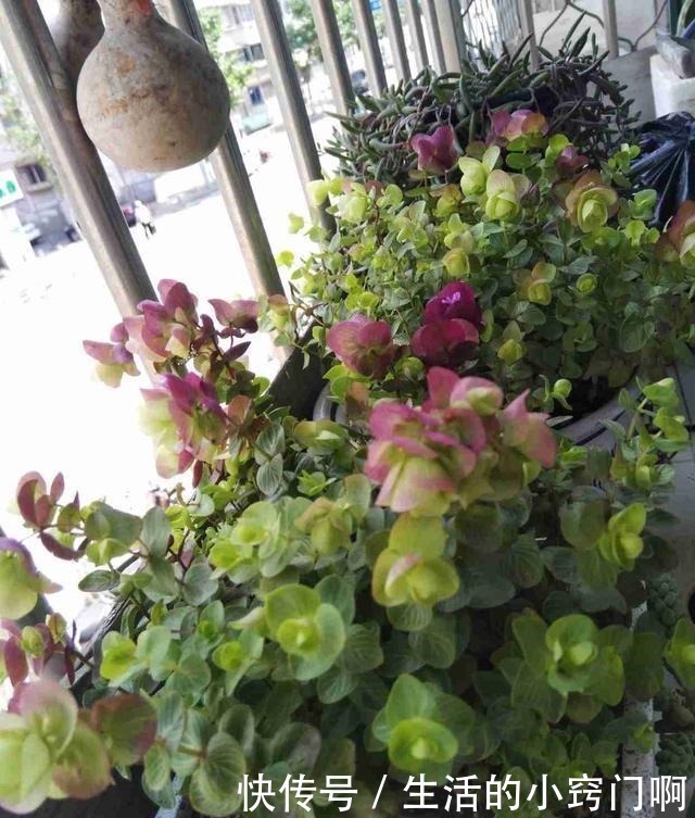 香气|此新型“网红”盆栽,花叶俱美,香气四溢,种植容易,很值得栽培!