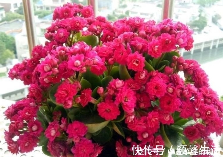 鲜切花|家中必养“4种花”，好养漂亮花期长，越晒开花越旺