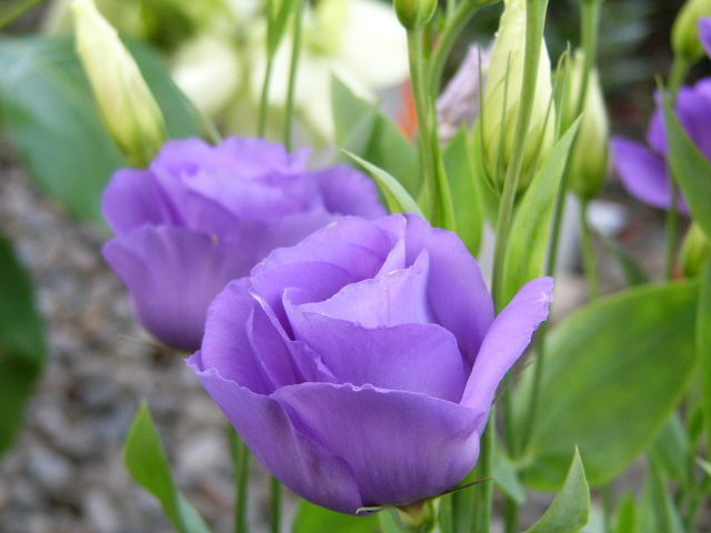 此花所代表的是永恒不变的爱,是象征了永恒和纯洁的花