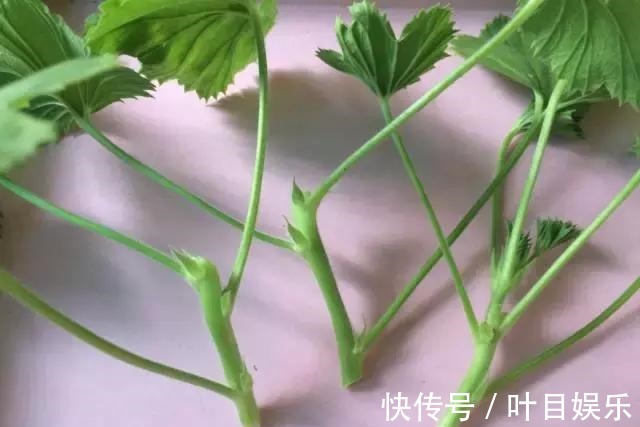 1种花太疯狂，花开300多天，剪根枝条插水里就活，当年就开花！