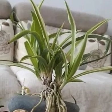 老桩|把吊兰养成“瀑布”,那是小意思,养成老桩盆景才是真本事