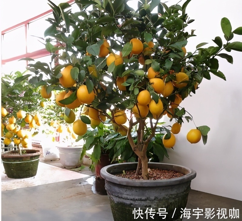 挂果|家里养盆“杀菌”花，精神轻松又清香，老中医经常养，错不了