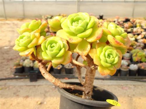 达摩福娘|养多肉植物选它,造型别致,香味宜人,养护简单,值得拥有!