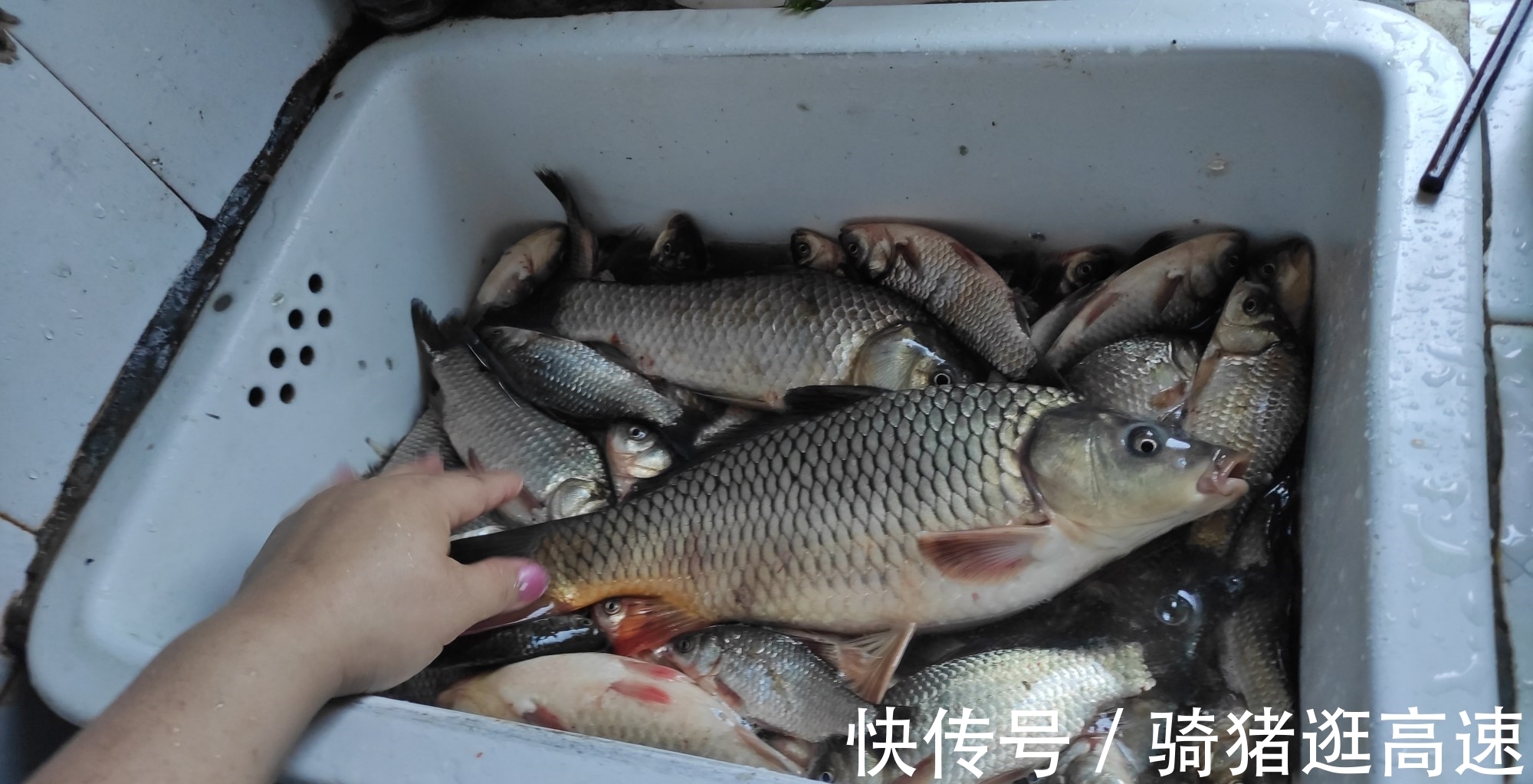 钓鲫鱼20多年,才发现秋季钓鲫鱼最实用的四招,鱼获翻倍就靠它了