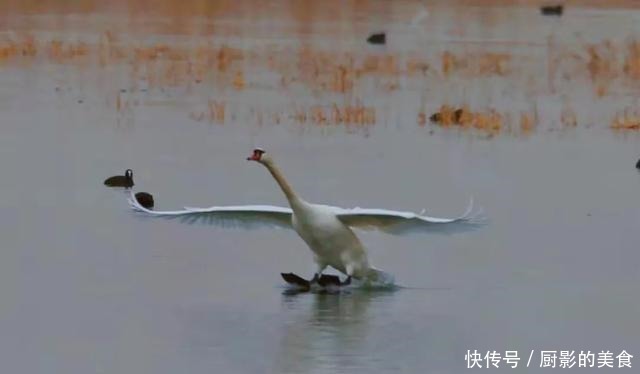 乌梁素海，欢迎疣鼻天鹅回家！