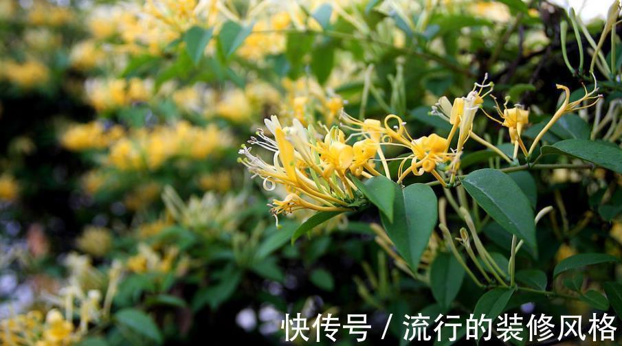 缺铁性黄叶|5种花又香又美，家里摆十盆都不嫌多，对身心健康有帮助