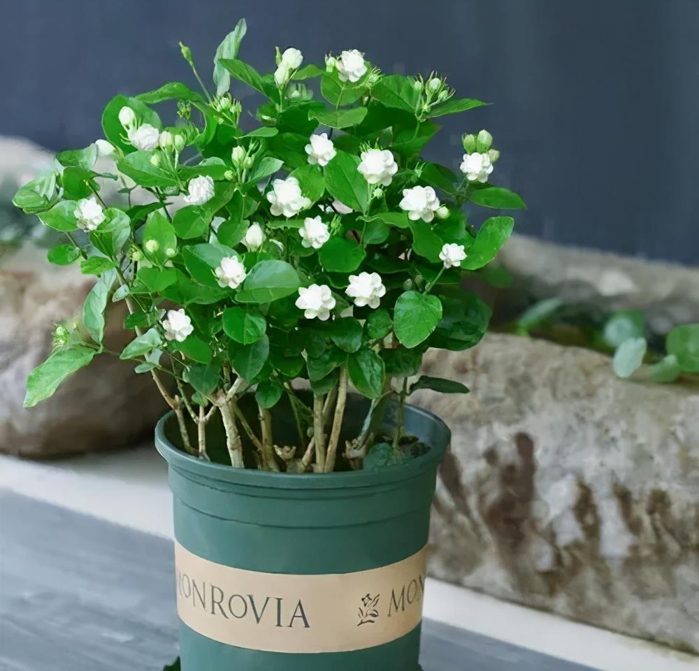 栀子花|7月公认难养的2种花,便宜也不买,一不小心就挂掉,切忌贪小便宜