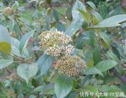 好处|见到此物,它的叶子一定要摘回家,好处不请自来,分享给家人吧