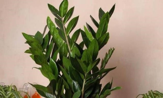 这4种花可以养出“富贵命”,寓意平平安安,聪明的家长都在养