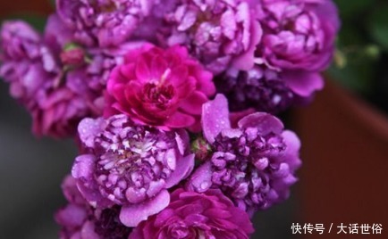 狮头石竹|新手养花,不如养盆花中精品“甜蜜马车”,花朵爆满枝,芳香馥郁