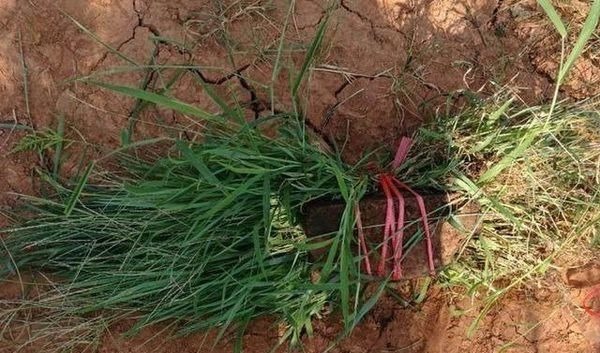 这东西钓草鱼堪称一绝,取材方便不用1分钱,爱钓草鱼的你别错过