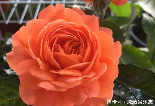 小丽菊|喜欢玫瑰 ,就试试“玫瑰精品”土星王阳台,丰腴婀娜,姿容高雅