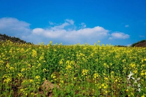 看，这漫山遍野的油菜花开了！