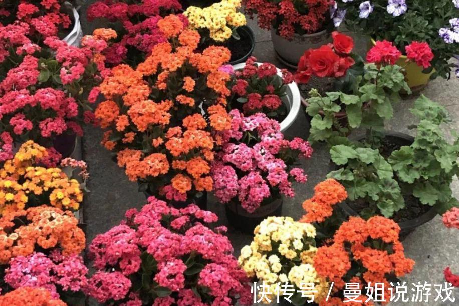 到了11月，养长寿花牢记这5点，盆栽花开一茬接一茬，又多又美