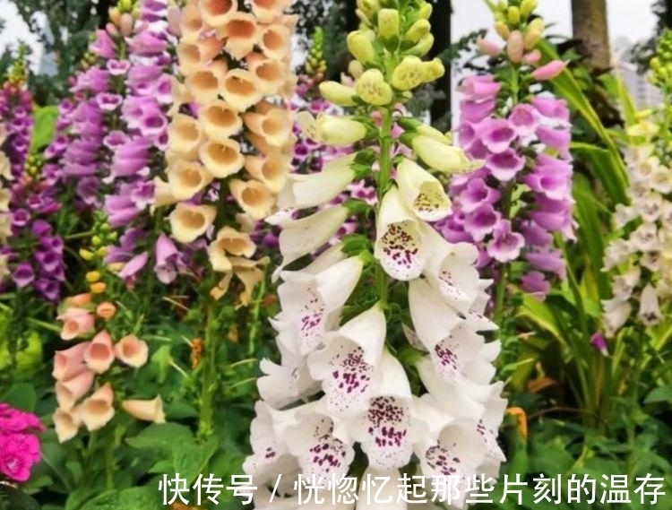 4种“漂亮花”,好打理,易爆盆,招财又纳福,谁养谁喜欢