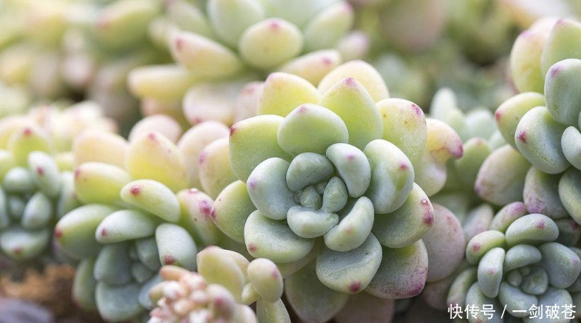 养殖|养殖多肉的3个阶段，小白，中庸，大佬级别，每个级别都好玩！