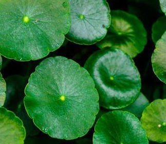 居家最适合养的三种花,既好看又耐活,有很长的花期,是新手必备