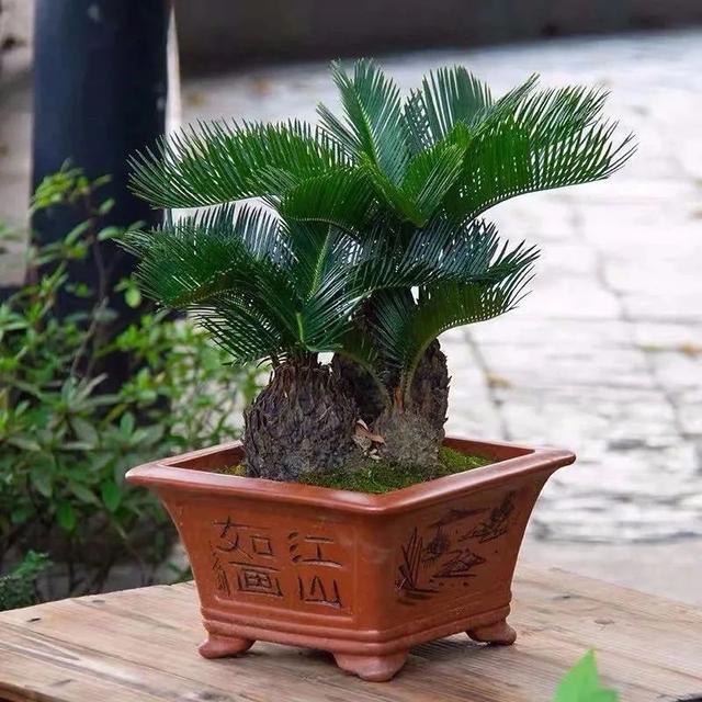 吉祥|8种“丑花”,个个都有好兆头,家里养几盆,镇宅吉祥,越养越爱