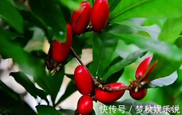 变味果|它被称为“神秘果”一斤500元,曾是国宝级珍稀植物,你吃过吗