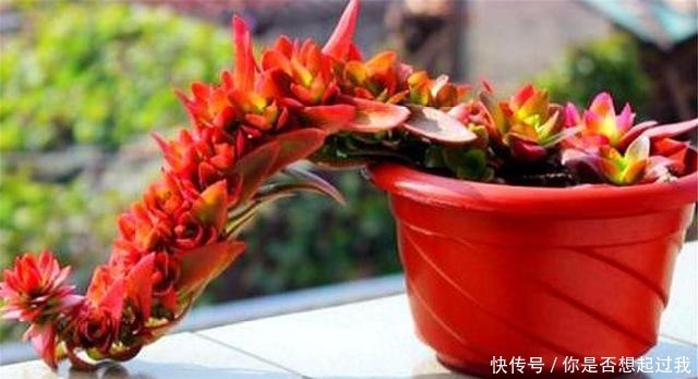 露天|喜欢多肉就选这1款,火红喜庆颜值高,只要4招,养成垂吊悬崖桩